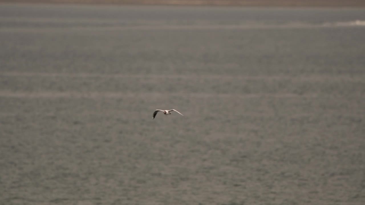 一只成年黑头鸥(Chroicocephalus ridibundus)正缓慢地飞过视频素材