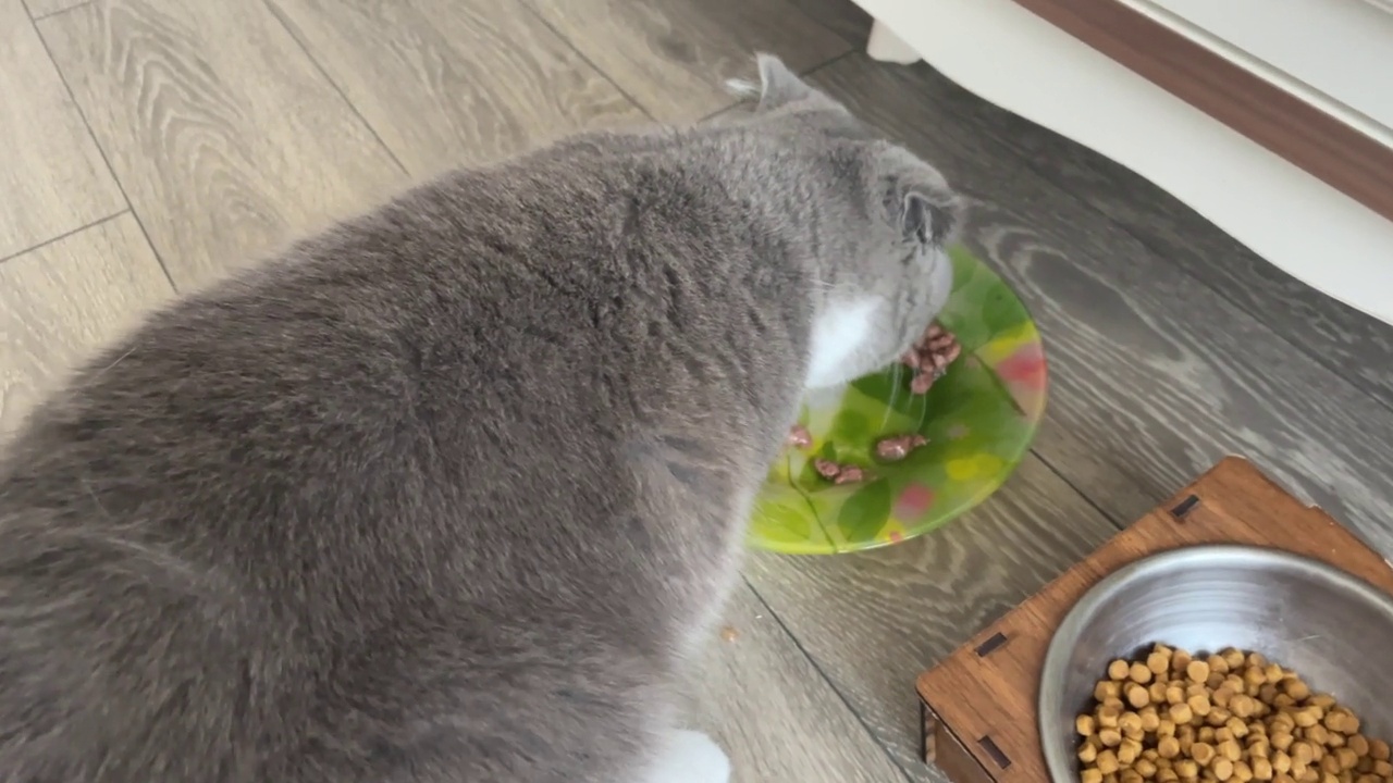 猫吃食物视频素材