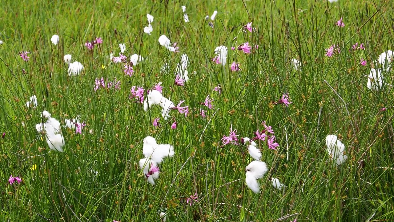 褴褛的知更鸟，Silene花-cuculi，猴子花，和棉花草，在Hamnavoe，西布拉，设得兰，苏格兰，英国。视频素材