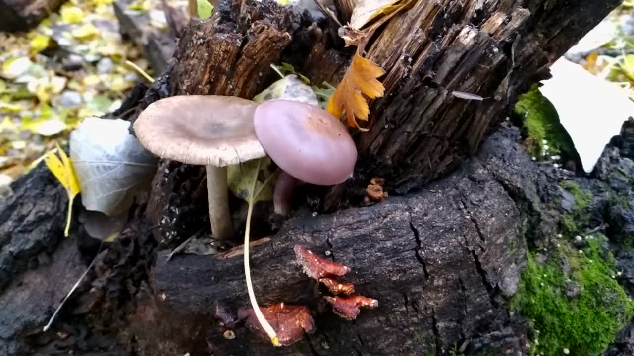 森林里一个长满苔藓的老树桩上长出两个蘑菇视频素材