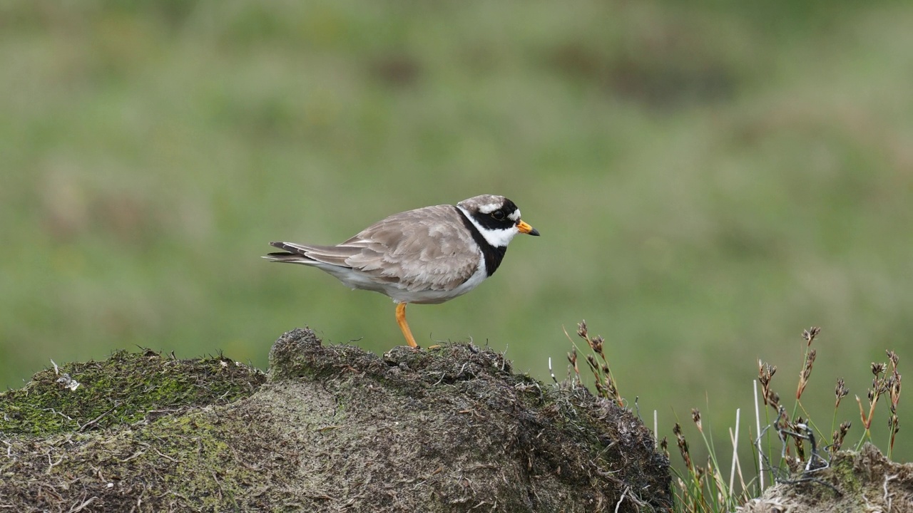 一个环千鸟;Charadrius hiaticula在赫克斯特，大陆设得兰，苏格兰，英国。视频素材