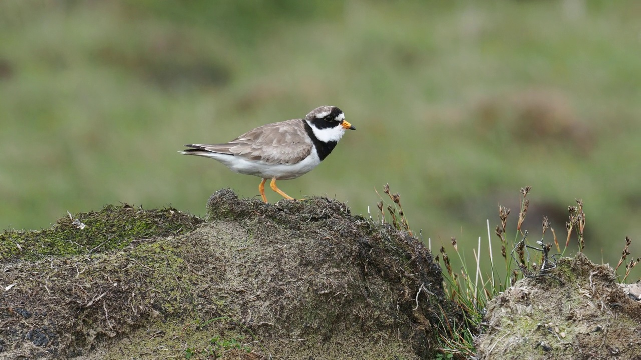 一个环千鸟;Charadrius hiaticula在赫克斯特，大陆设得兰，苏格兰，英国。视频素材