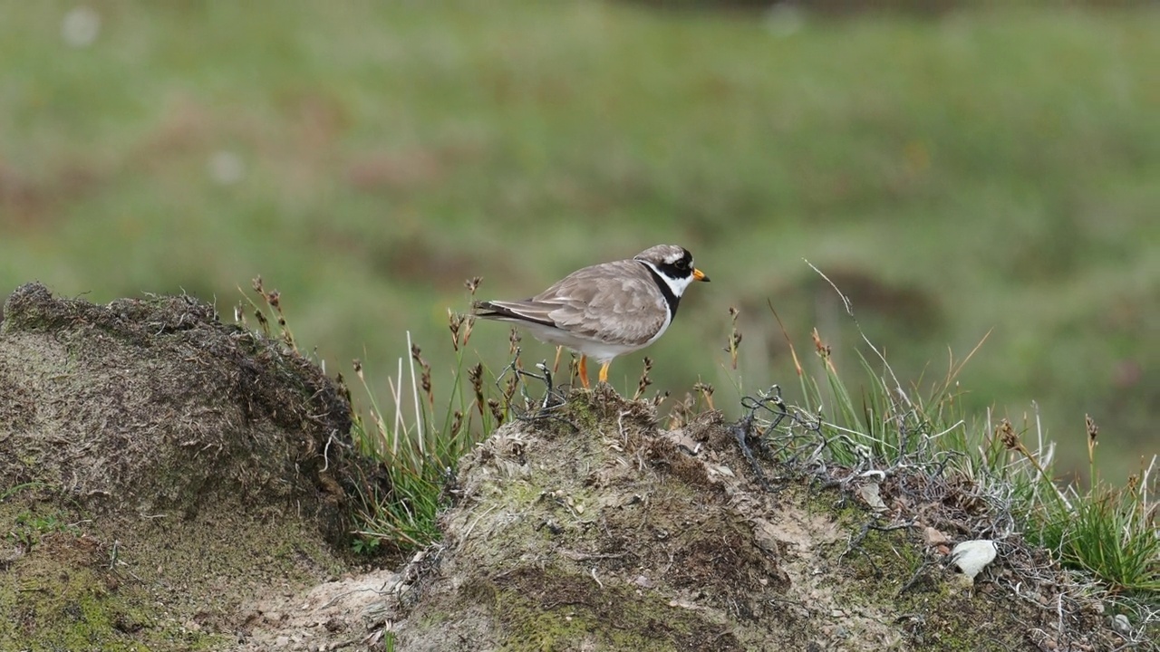 一个环千鸟;Charadrius hiaticula在赫克斯特，大陆设得兰，苏格兰，英国。视频素材