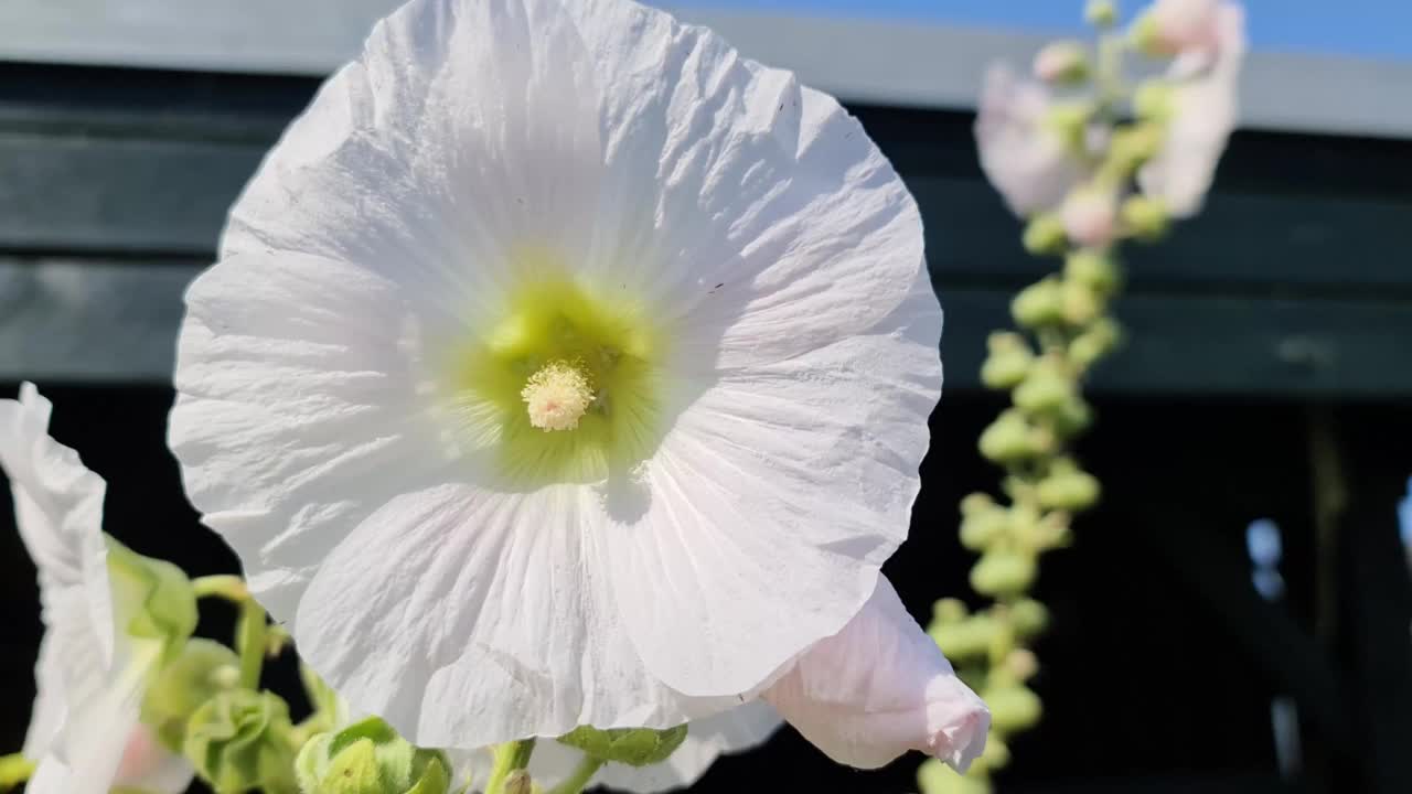 五彩缤纷的花蜀葵在一个阳光明媚的夏天。视频素材