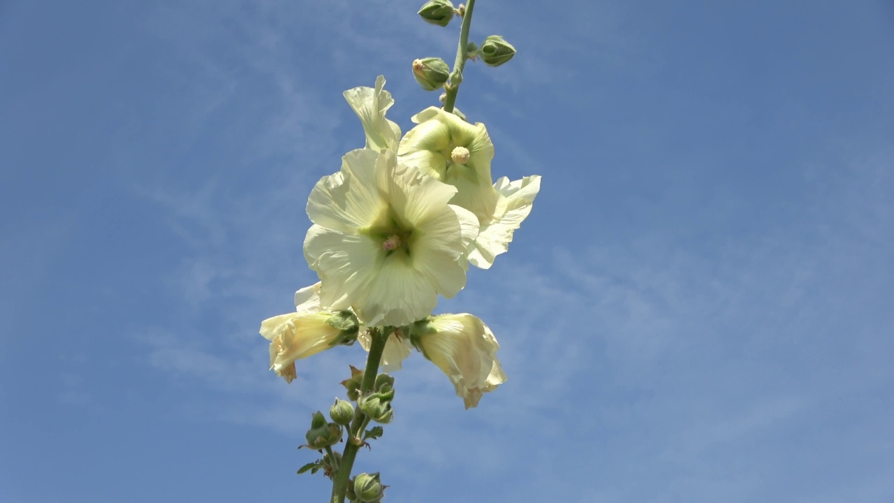 五彩缤纷的花蜀葵在一个阳光明媚的夏天。视频素材