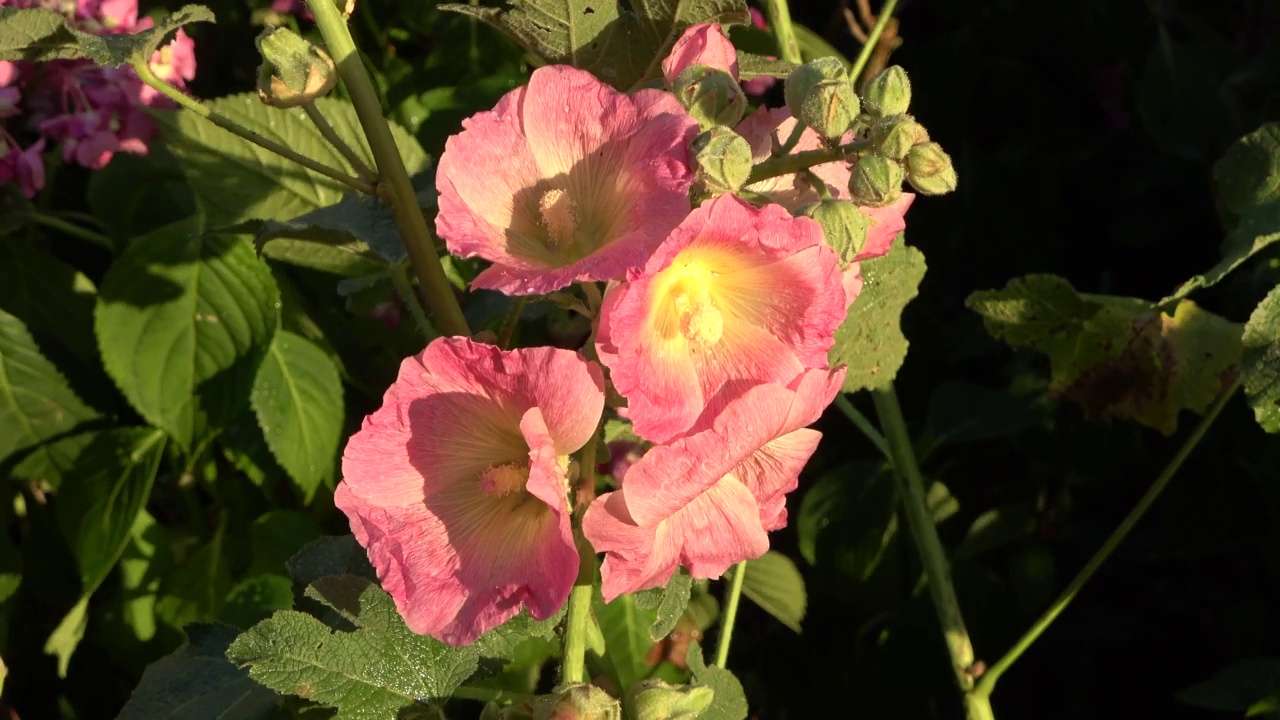 五彩缤纷的花蜀葵在一个阳光明媚的夏天。视频素材