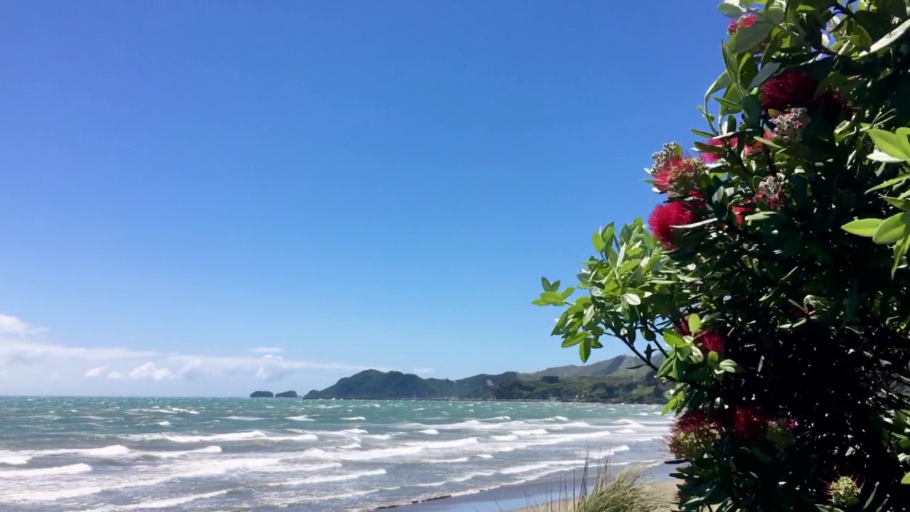 新西兰海滩上有风的夏日视频素材