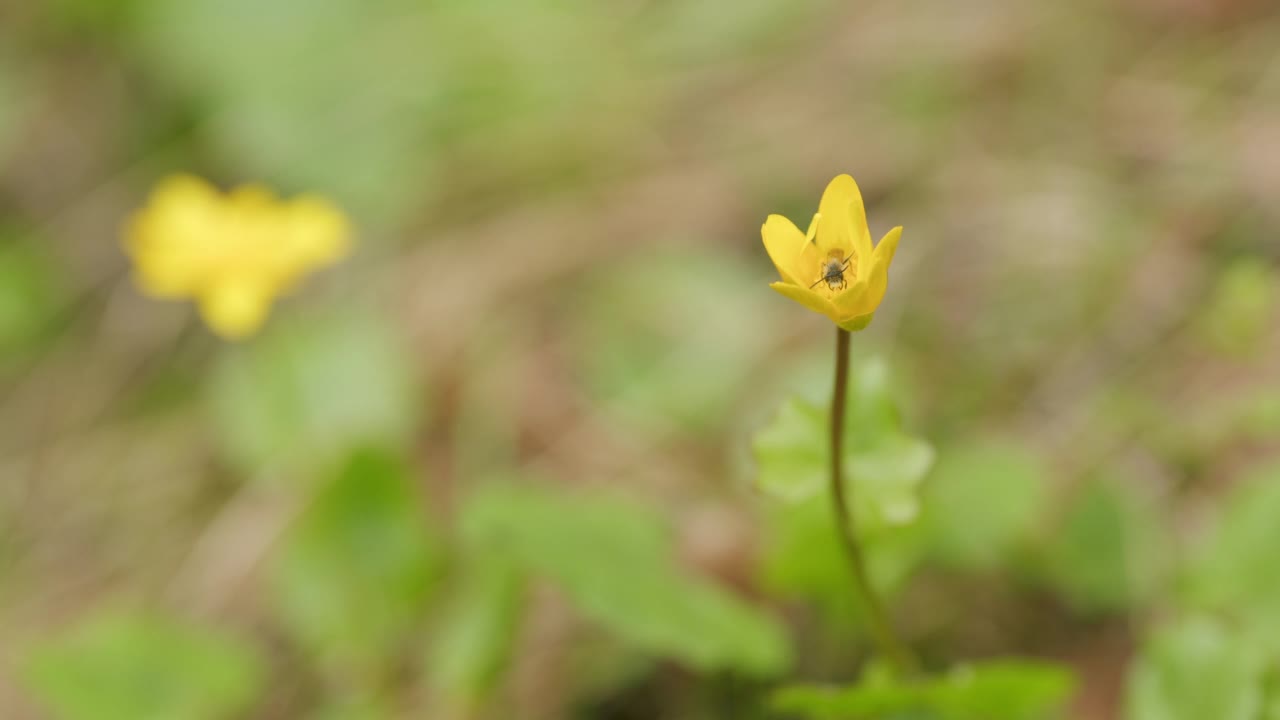 美丽的黄色春花在风中摇曳。原毛茛属植物。视频素材