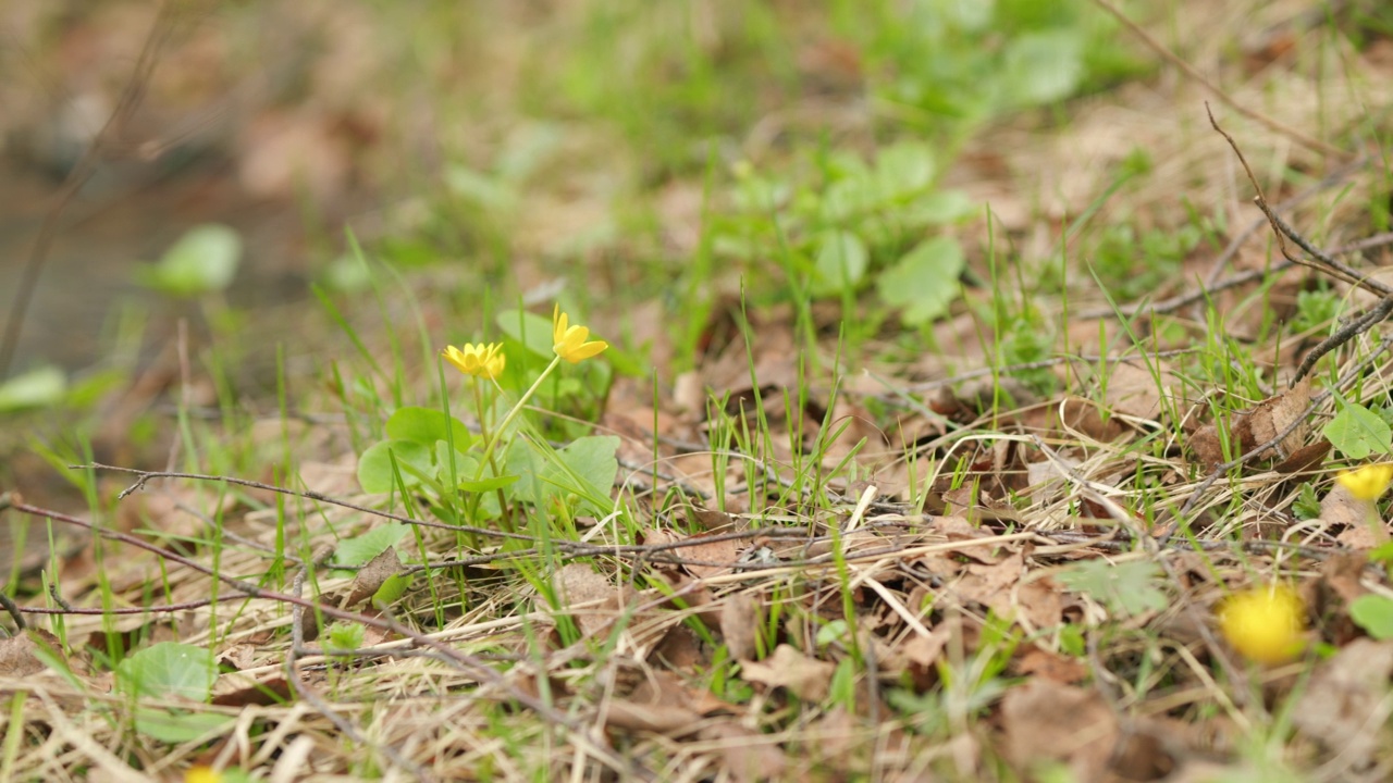 白屈菜(Ficaria verna)通常被称为森林中的小白屈菜或柱苔花。视频素材