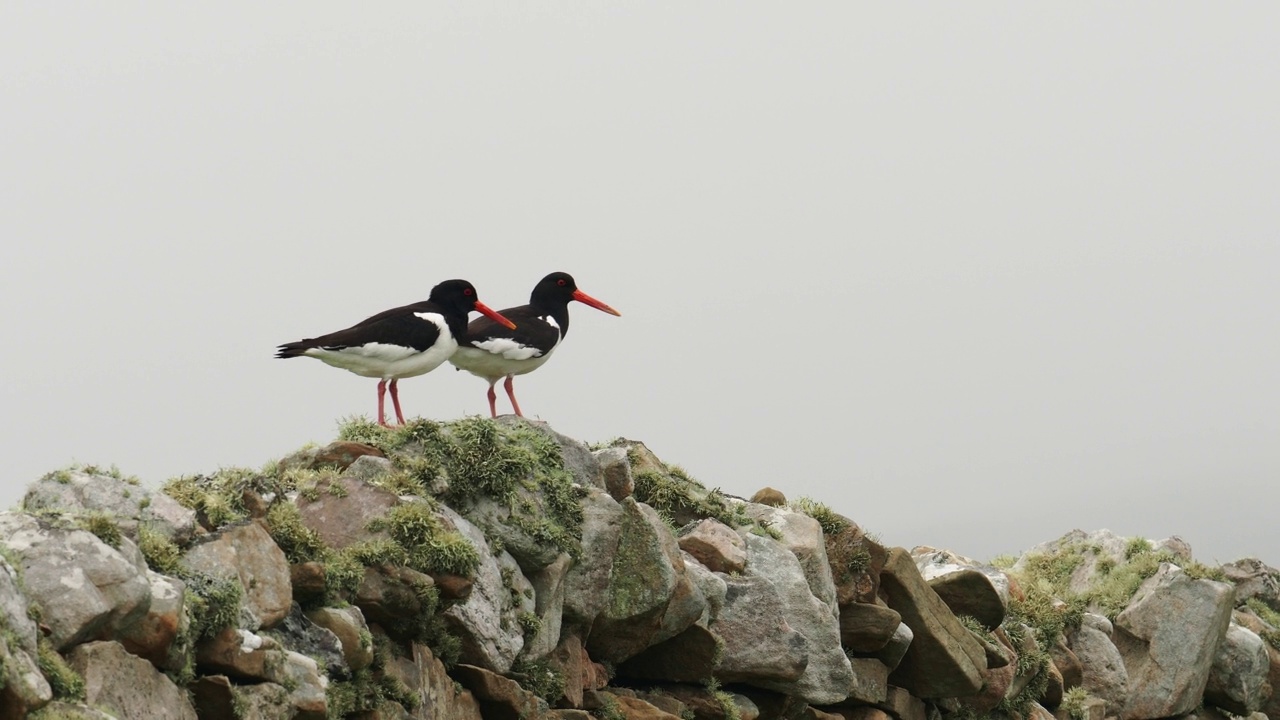 欧亚蛎鹬;Haematopus ostralegus;在英国苏格兰设得兰群岛赫克斯特的一堵墙上。视频素材