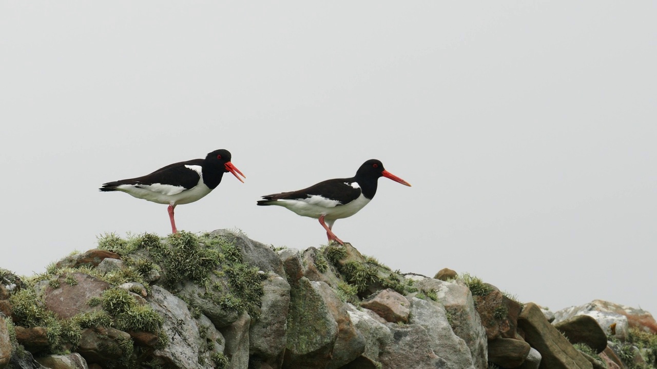 欧亚蛎鹬;Haematopus ostralegus;在英国苏格兰设得兰群岛赫克斯特的一堵墙上。视频素材