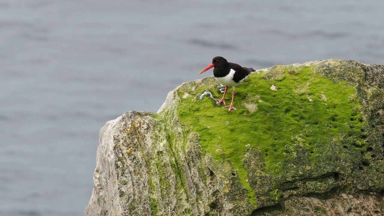 欧亚蛎鹬;Haematopus ostralegus;在英国苏格兰设得兰的赫克斯特视频素材