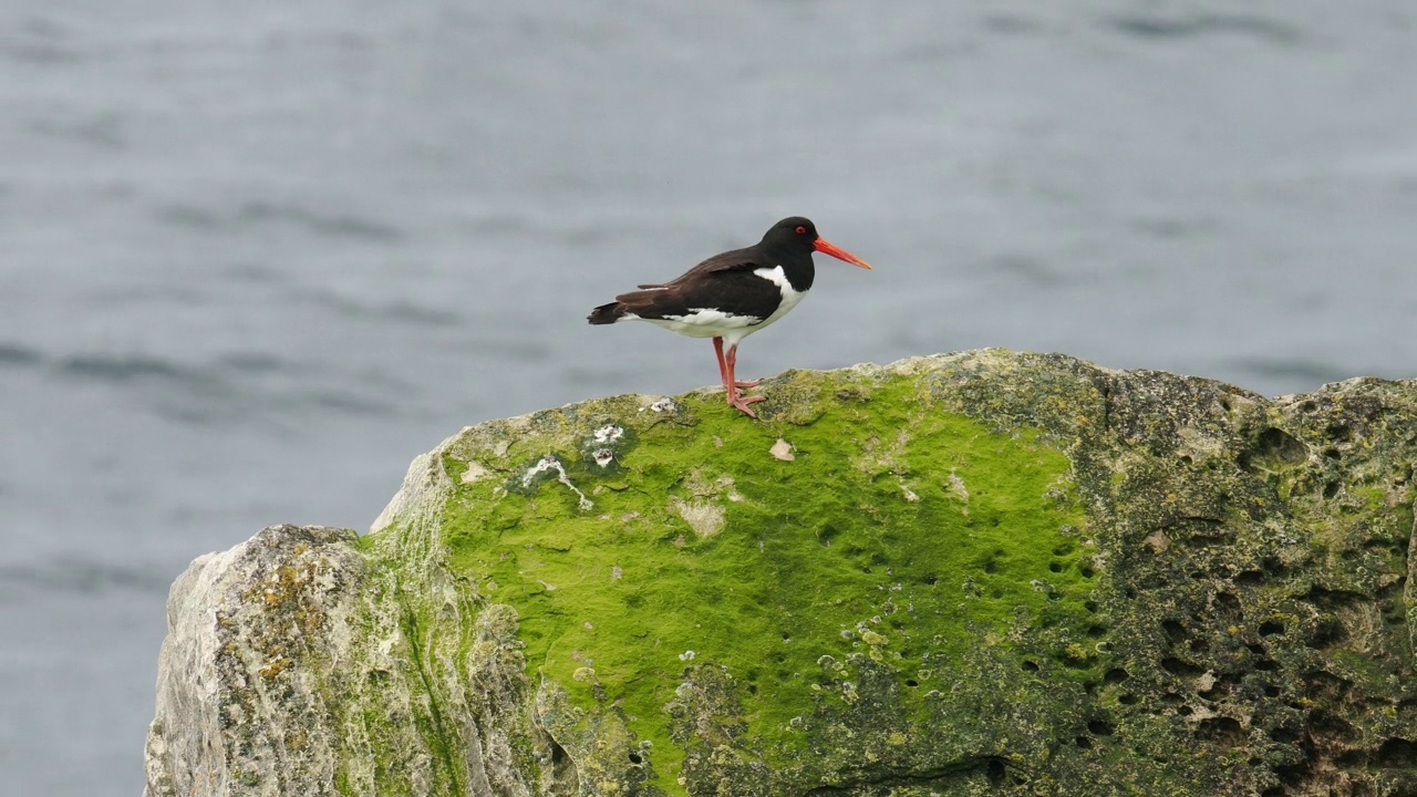 欧亚蛎鹬;Haematopus ostralegus;在英国苏格兰设得兰的赫克斯特视频素材