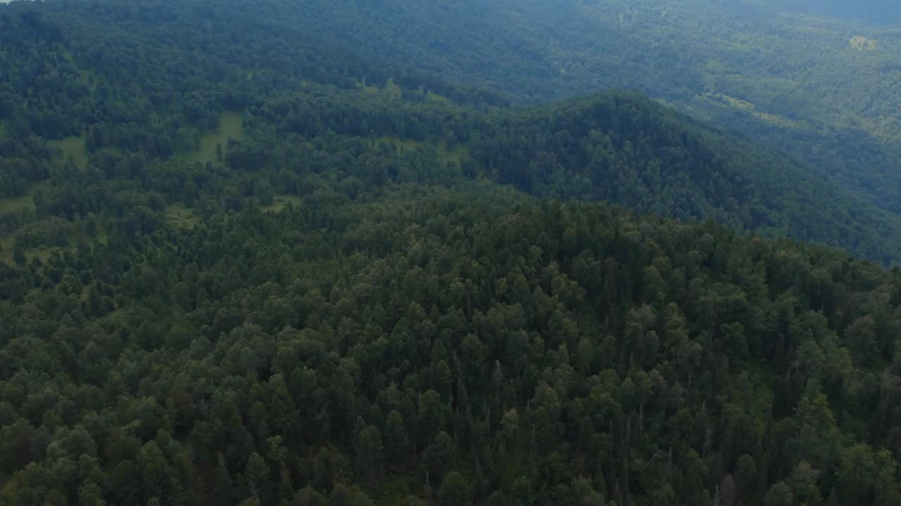 阿尔泰曼哲洛克山上的茂密森林视频素材