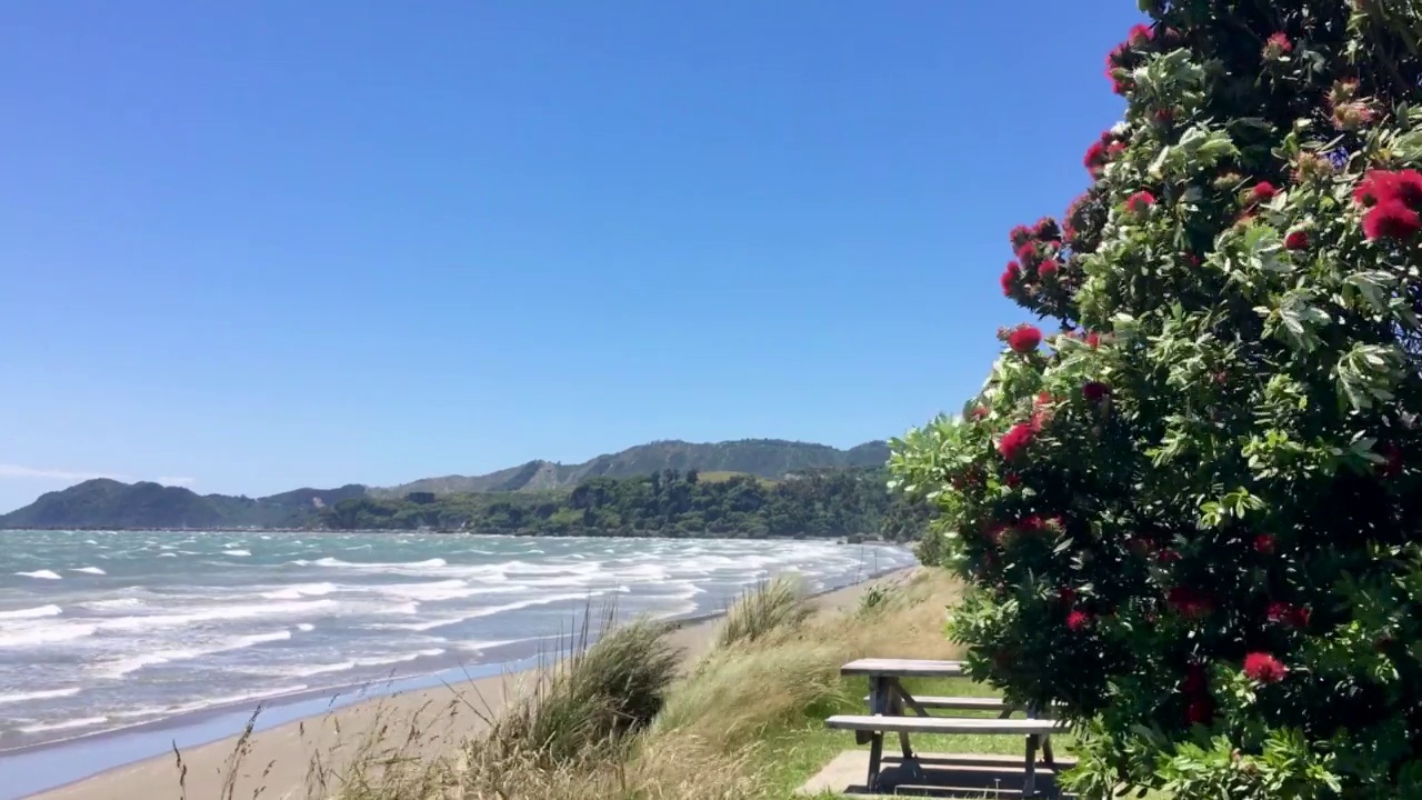 新西兰海滩上有风的夏日视频下载