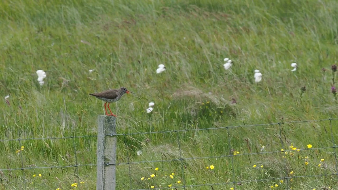 Redshank, Tringa totanus，在灵尼斯，靠近Eswick，设得兰群岛，英国。视频素材