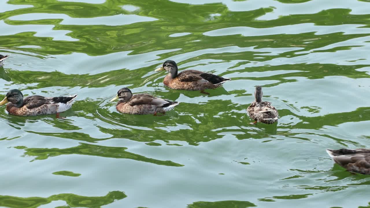 鸭子视频下载