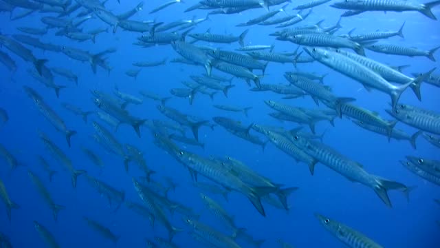 Chevron barracuda (Sphyraena putnamae)从侧面上学视频素材