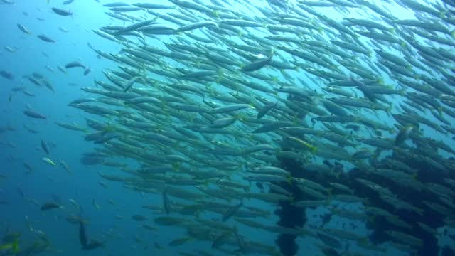 沉船螺旋桨周围的黄尾梭鱼(Sphyraena flavicauda)视频素材