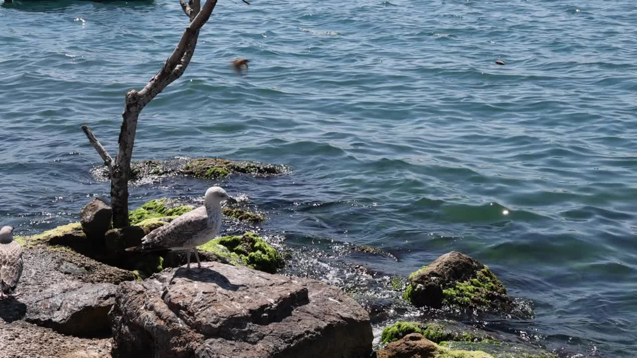 水的背景视频素材