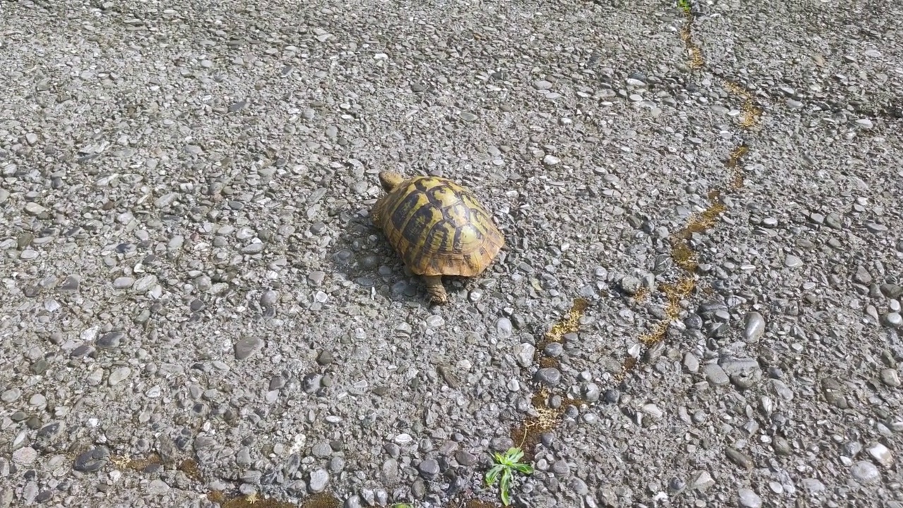 赫尔曼的乌龟(Testudo hermanni)在黑山的路上。视频素材