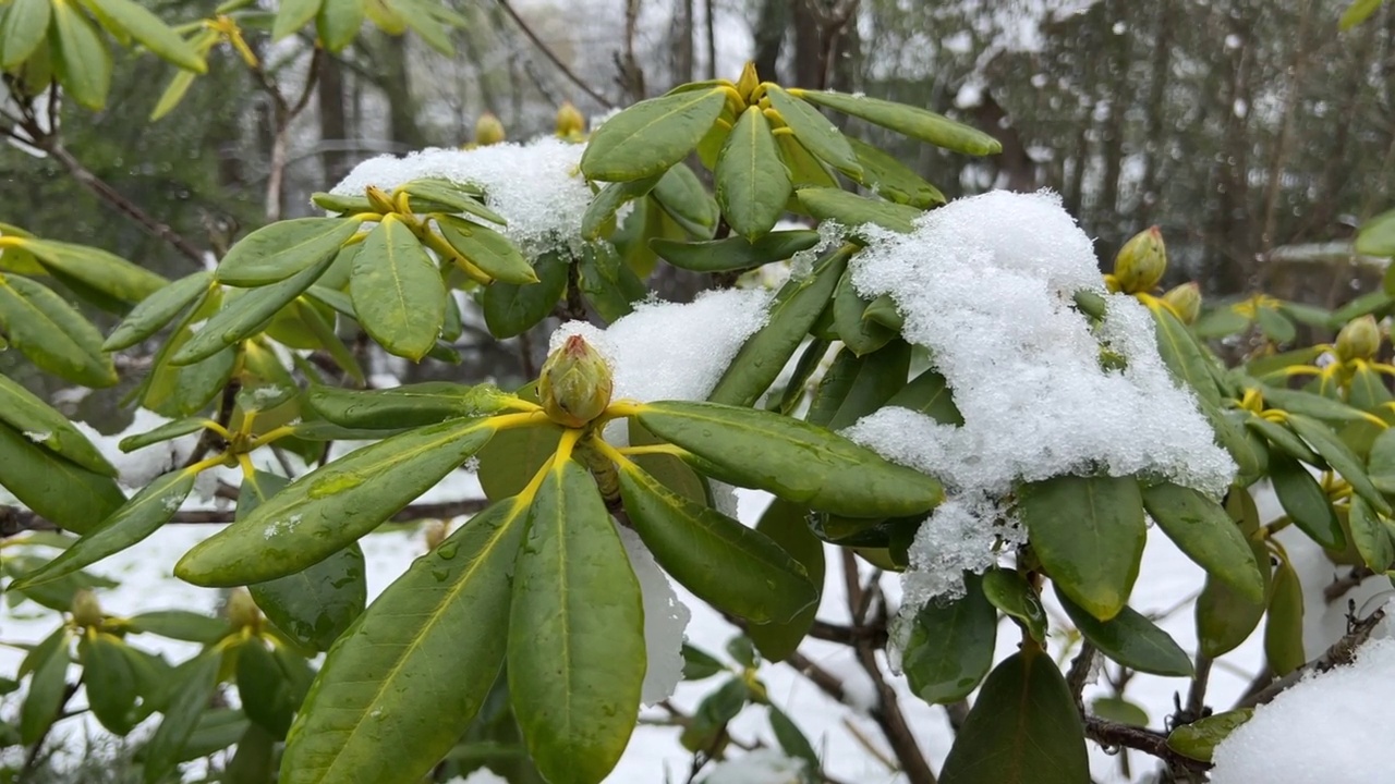 春天的杜鹃花被雪覆盖视频素材