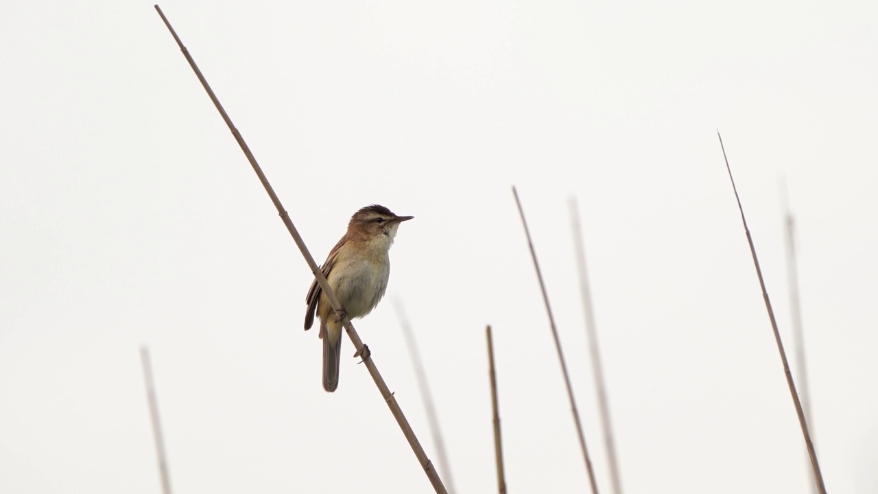 一只莎草莺(Acrocephalus schoenobaenus)在芦苇中歌唱视频素材