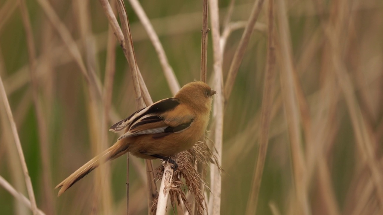 在芦苇中觅食的幼须芦苇(Panurus biarmicus)视频素材