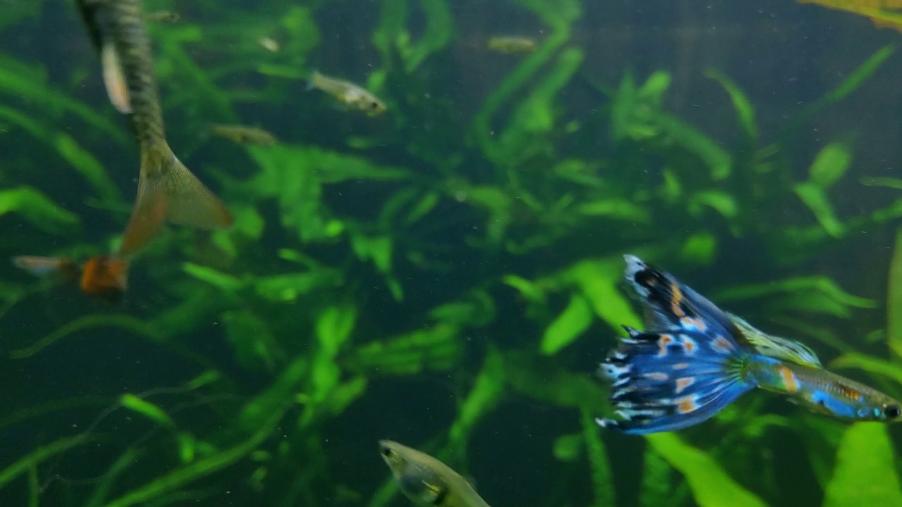 一条漂亮的小水族鱼带着长长的尾巴在水里游着。水下摄影。海洋生物。海底自然世界视频素材