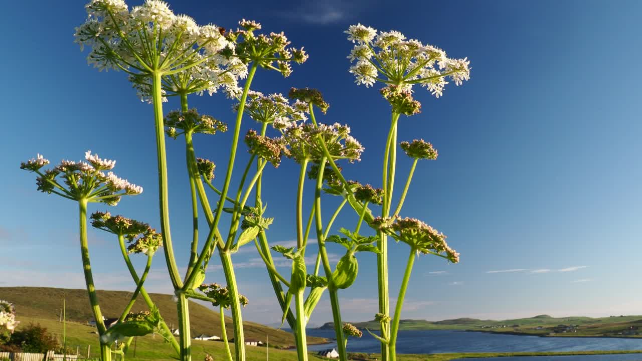 牛欧芹花在上Urafirth，大陆设得兰，苏格兰，英国。视频素材