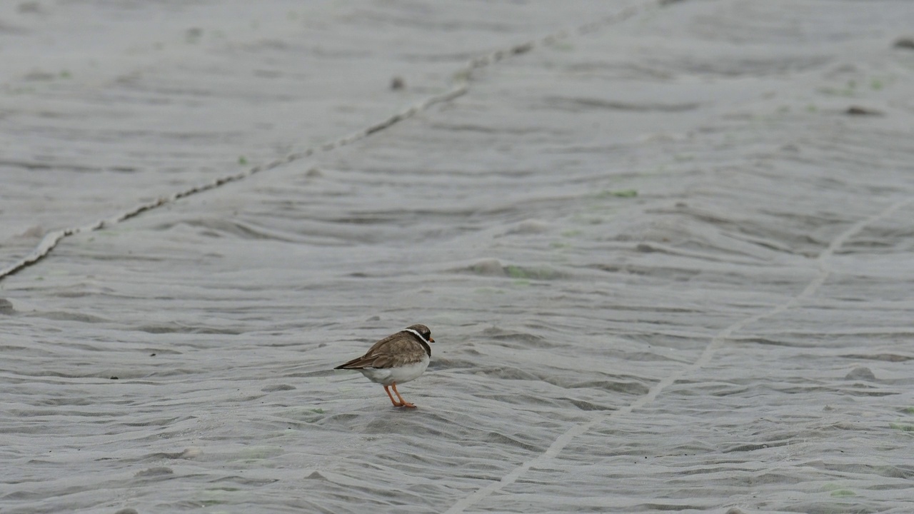 一个环千鸟;Charadrius hiaticula;在英国苏格兰设得兰群岛的布雷塞，一片被床单覆盖的田野上。视频素材