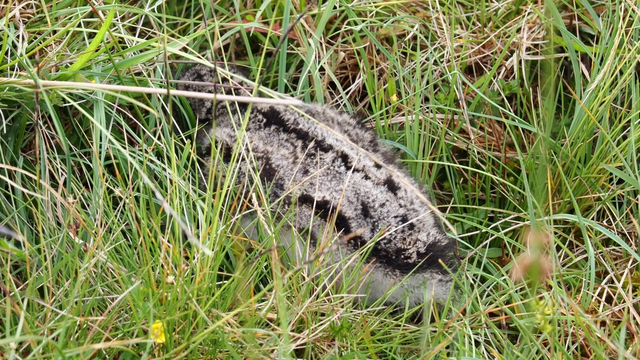 欧亚蛎鹬;藏在英国苏格兰设得兰群岛布雷塞的鸵鸟幼雏。视频素材