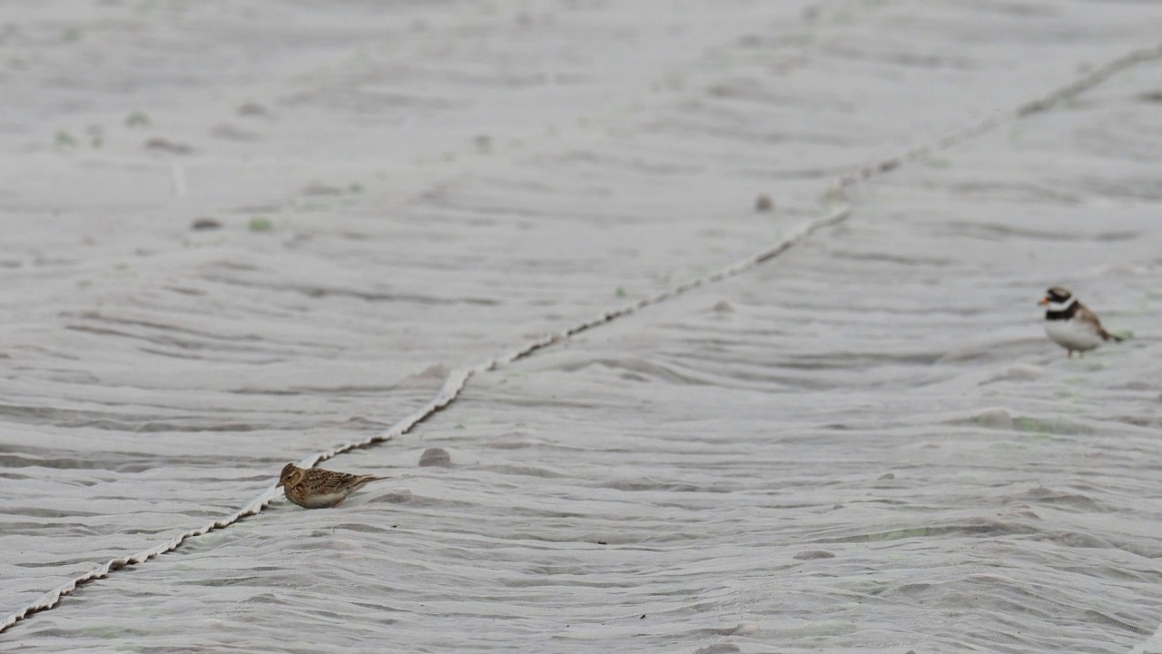 一种欧亚云雀，阿耳天雀和环斑鸠;Charadrius hiaticula;在英国苏格兰设得兰群岛的布雷塞，一片被床单覆盖的田野上。视频素材