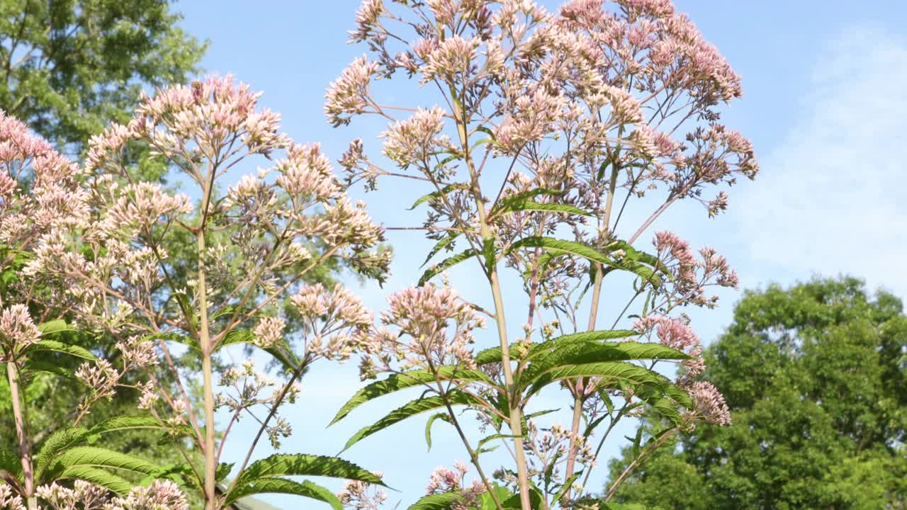 蜜蜂享受乔派杂草视频素材