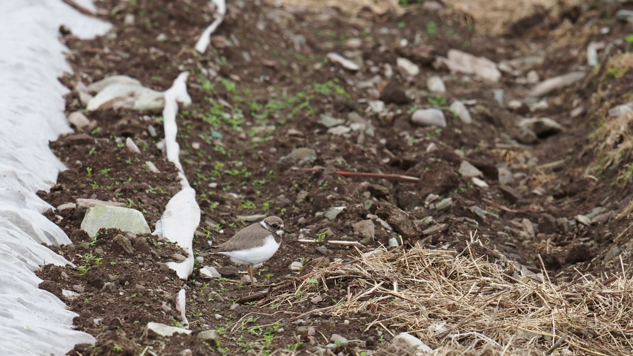 一个环千鸟;Charadrius hiaticula;在英国苏格兰设得兰群岛的布雷塞，一片被床单覆盖的田野上。视频素材