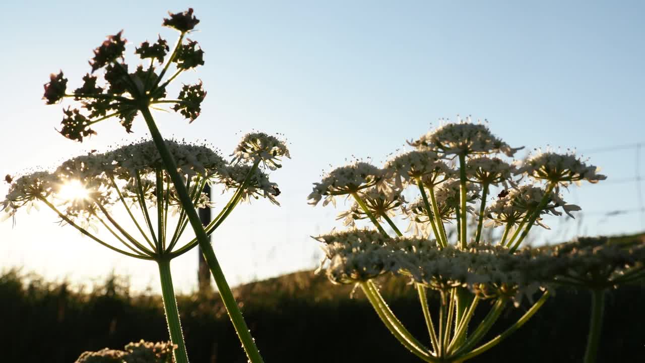 牛欧芹花在上Urafirth，大陆设得兰，苏格兰，英国。视频素材