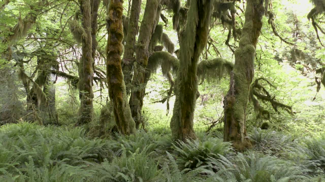 华盛顿Hoh热带雨林的苔藓大厅视频素材