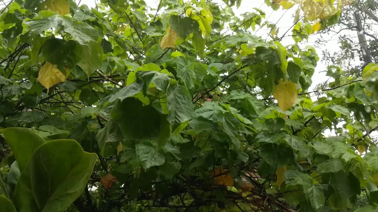 雨落在俯瞰树林的窗边视频下载