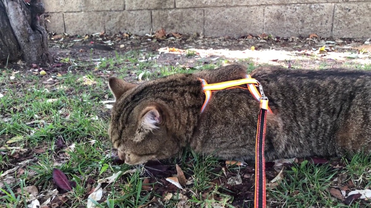 家猫正在城市公园的项圈里觅食视频下载