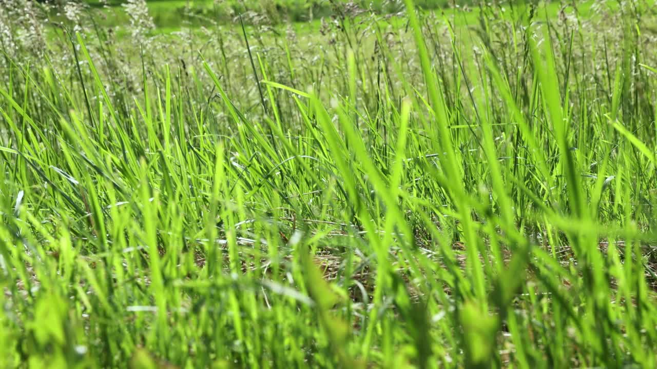 夏天的时候，绿油油的小草随风摇摆在田野里，一片片田野跟随着视频素材