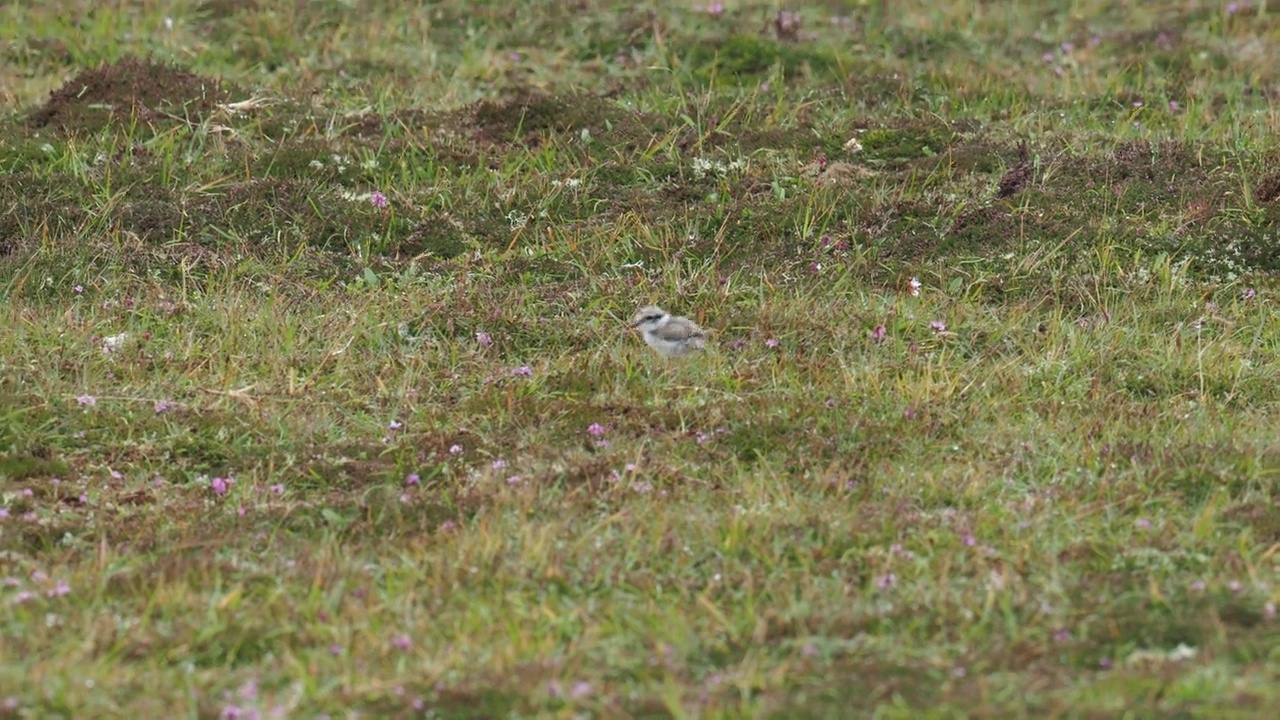 一个环千鸟;Charadrius hiaticula小鸡;在英国苏格兰设得兰大陆Esha Ness举行。视频素材