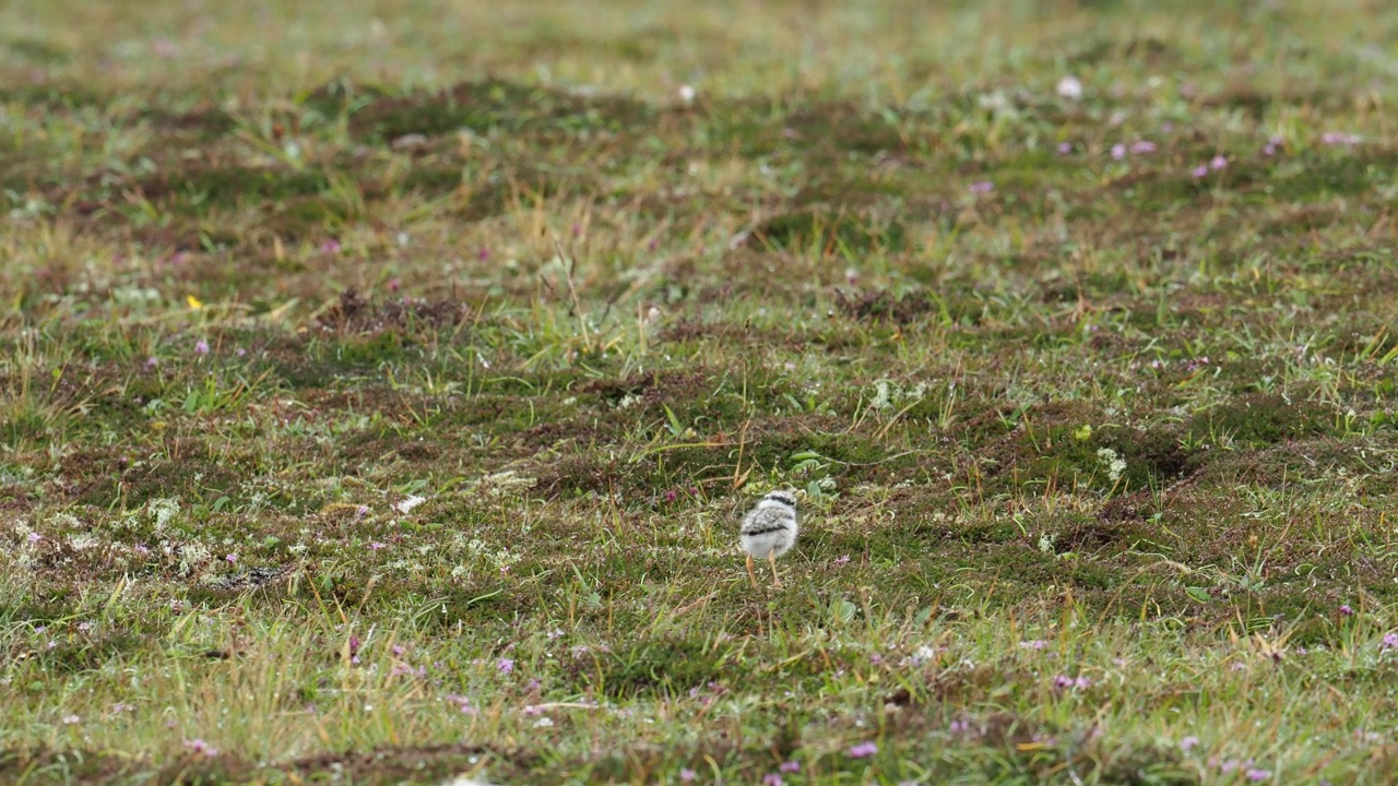 一个环千鸟;Charadrius hiaticula小鸡;在英国苏格兰设得兰大陆Esha Ness举行。视频素材