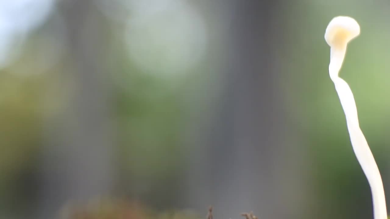 一束蘑菇生长在蓝色的背景上。冠军站在一排蘑菇微距镜头。视频素材