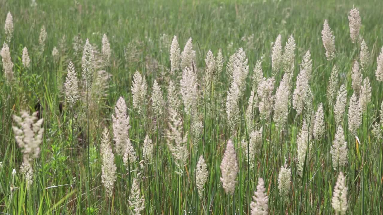 夏天，田野里的绿草随风摆动视频素材