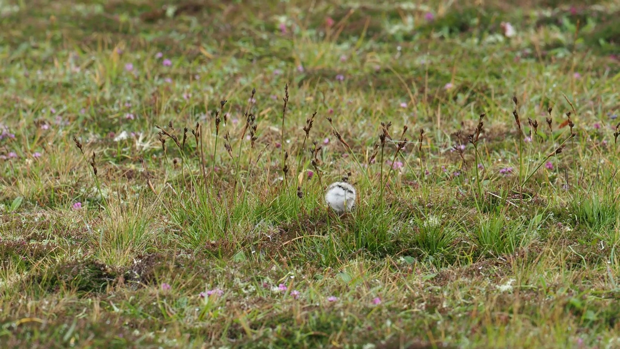 一个环千鸟;Charadrius hiaticula小鸡;在英国苏格兰设得兰大陆Esha Ness举行。视频素材