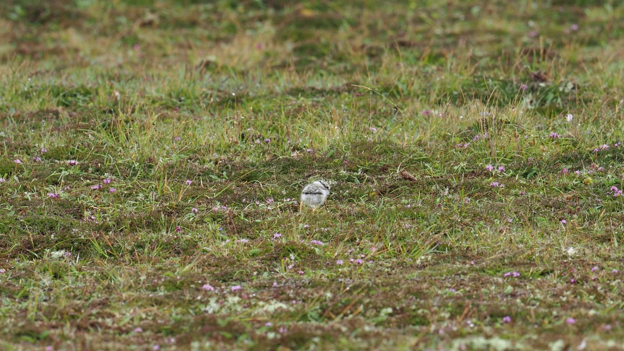 一个环千鸟;Charadrius hiaticula小鸡;在英国苏格兰设得兰大陆Esha Ness举行。视频素材