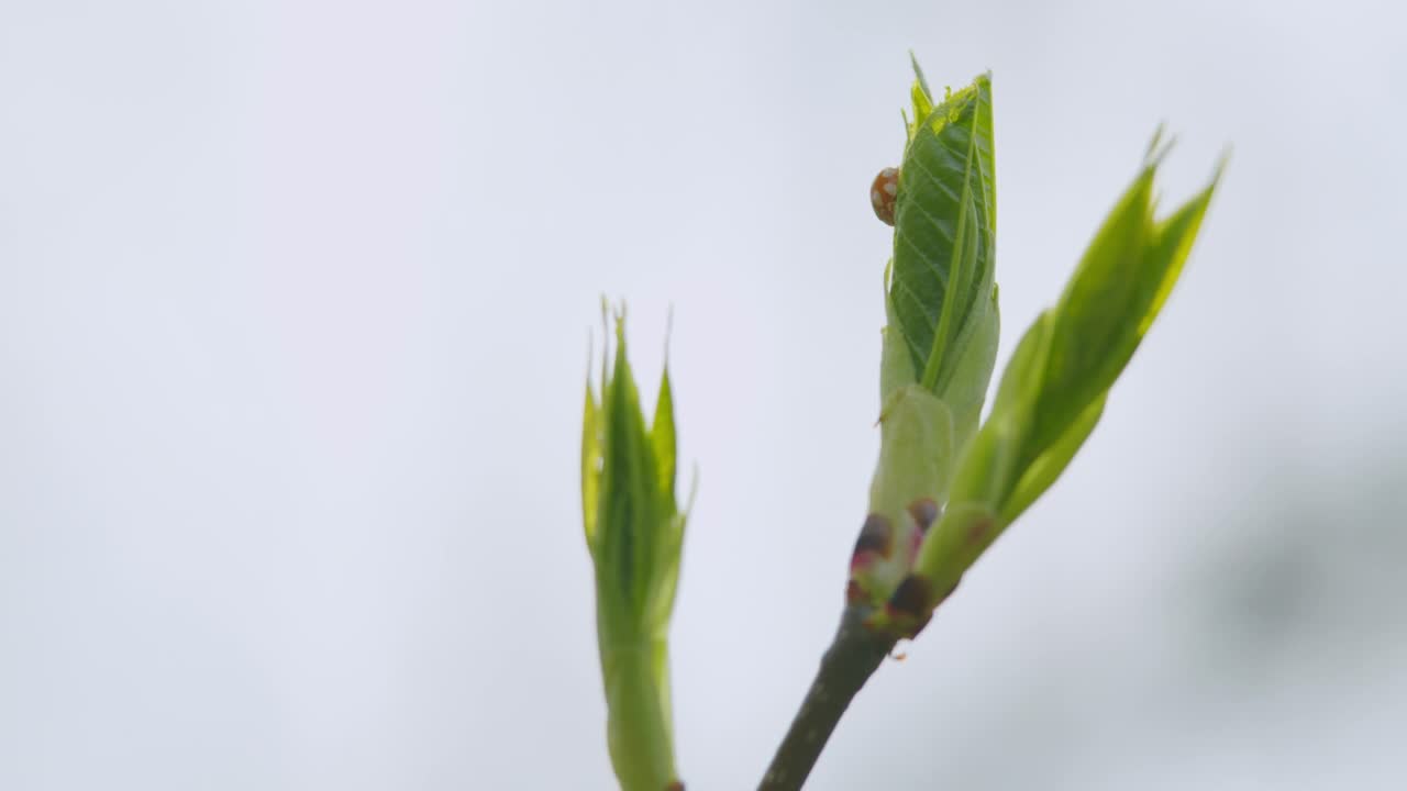 春天的森林里，树上的嫩叶。嫩绿的叶子在春天长出来。有选择性的重点。视频素材