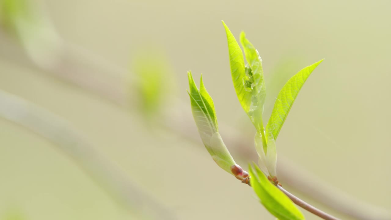 大自然在春天绽放。有幼叶的枝。有选择性的重点。视频素材