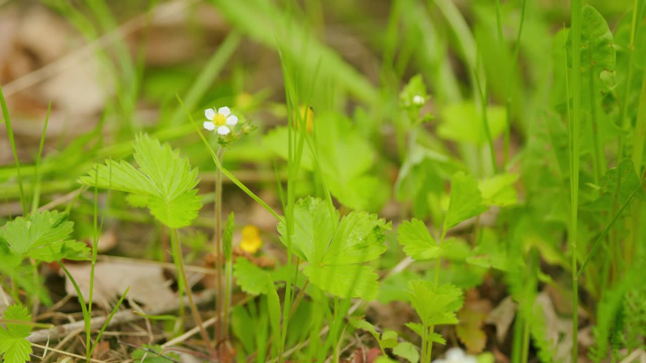 绿叶衬托下的小白花。森林里野生草莓的白花绿叶。有选择性的重点。视频素材