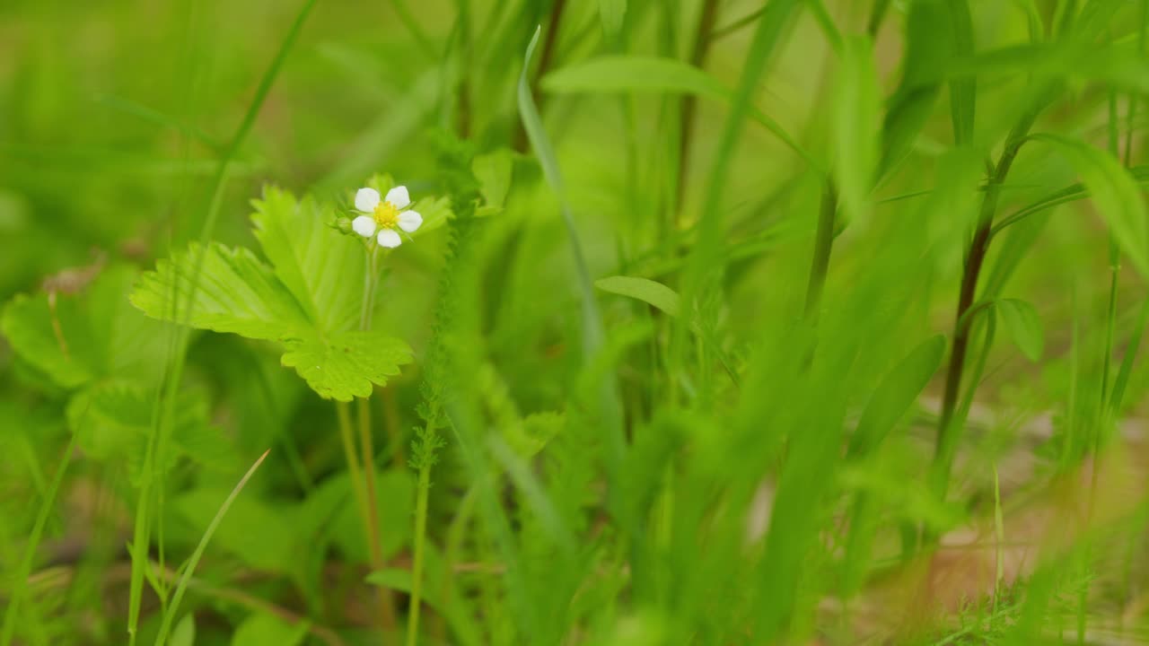 草莓属vesca。春天，农场森林里盛开的草莓芽。野生草莓开花。有选择性的重点。视频素材